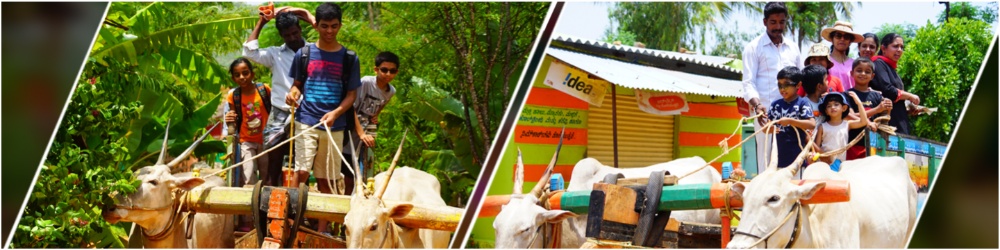 bullock-cart-ride