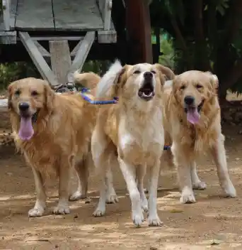 Pet Vacation Places Resorts Camps