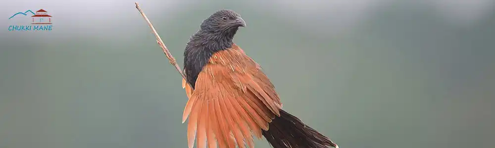 greater coucal