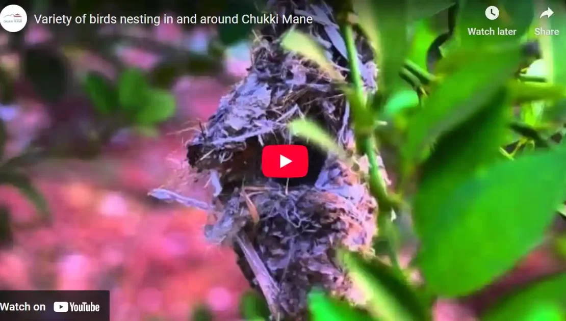 Birds favourite Nesting spot @ CHUKKI MANE