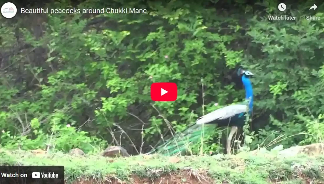 Beautiful Rare Peacock dance around shivanasamudra at CHUKKI MANE