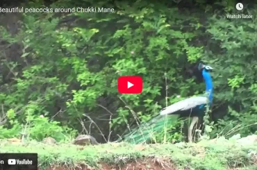 Beautiful Rare Peacock dance around shivanasamudra at CHUKKI MANE