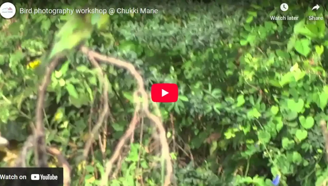 Bird photography workshop