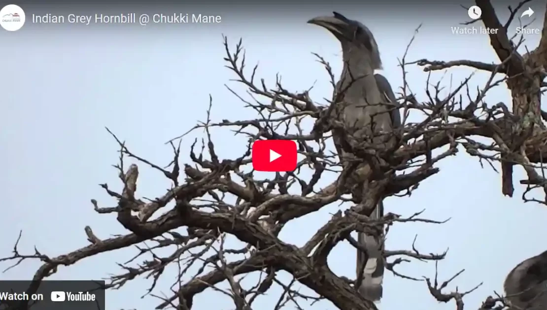 Indian Grey Hornbill