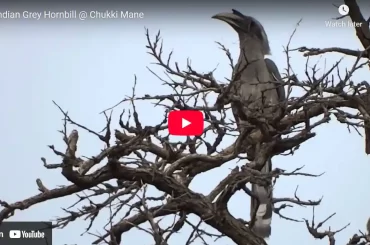 Indian Grey Hornbill