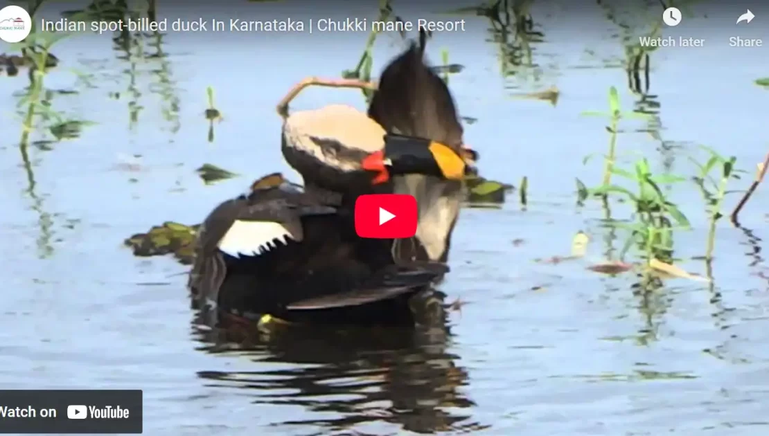 indian spot-billed duck In Karnataka _ Chukki mane Resort