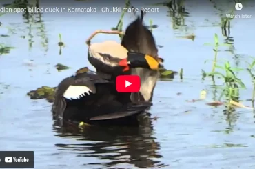 indian spot-billed duck In Karnataka _ Chukki mane Resort