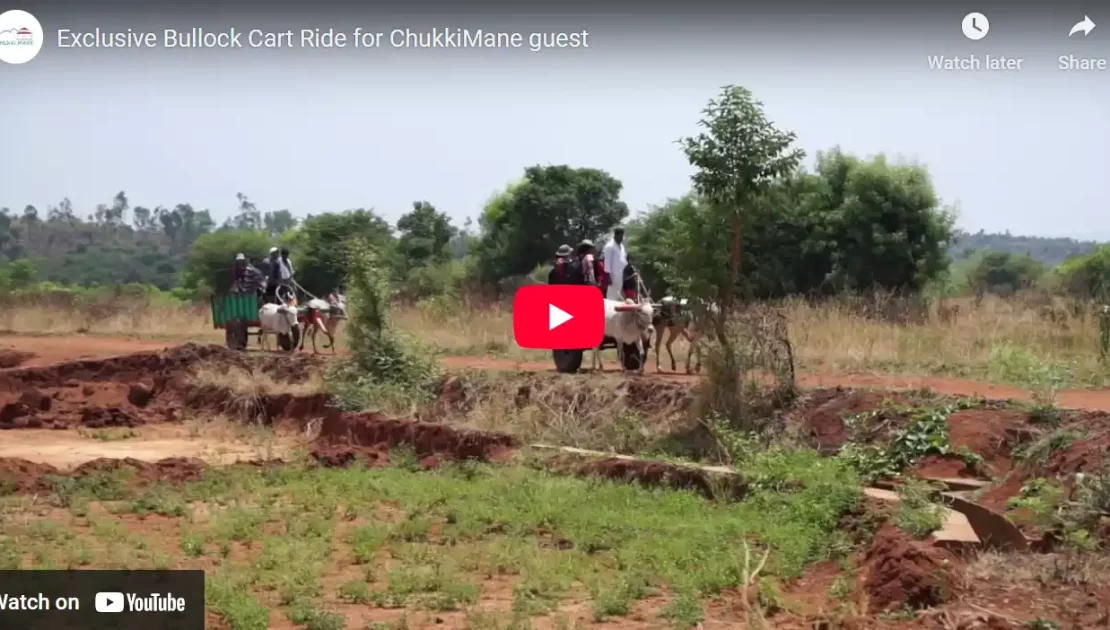 Exclusive Bullock Cart Ride for ChukkiMane guest