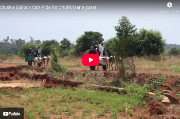Exclusive Bullock Cart Ride for ChukkiMane guest
