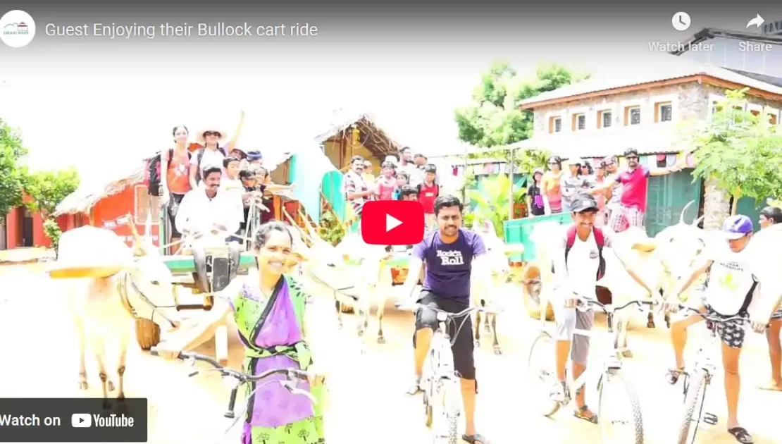 Guest Enjoying their Bullock cart ride