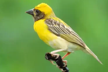 Baya weaver