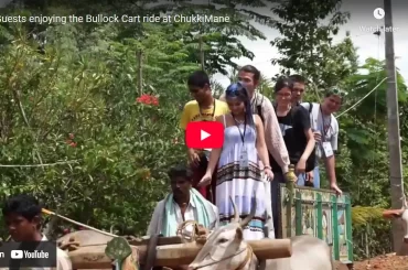 Foreigners Enjoying the Bullock Cart ride at ChukkiMane