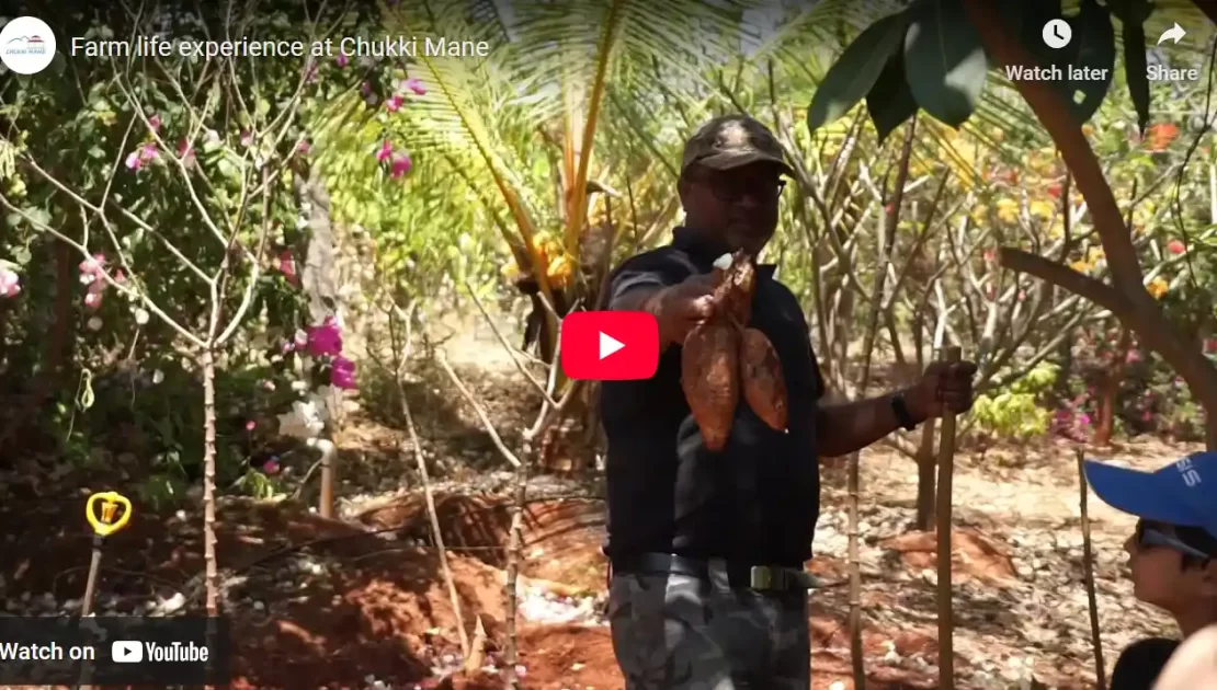 Tapioca of Chukki mane guest