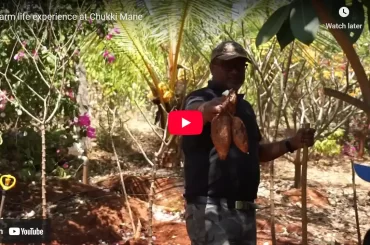 Tapioca of Chukki mane guest