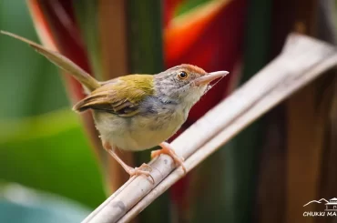 Tailorbirds