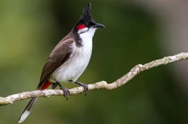 Red-whiskered Bulbul