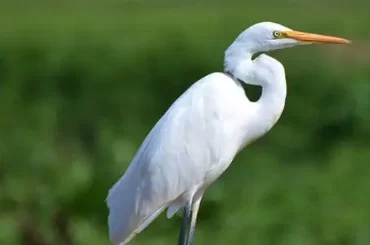 Intermediate Egret
