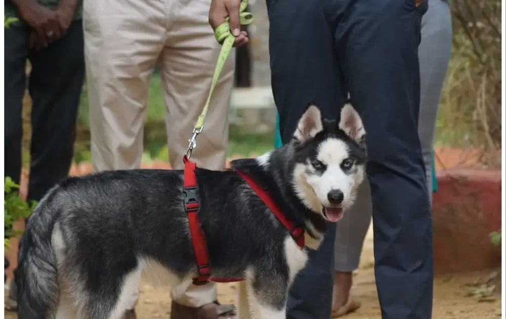 pet friendly Place near Bangalore