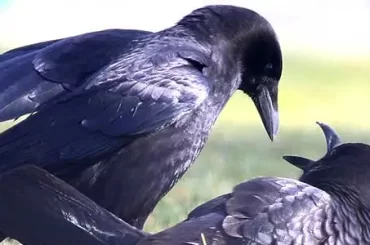 American Crow