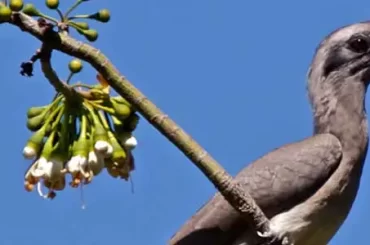 Indian Grey Hornbill