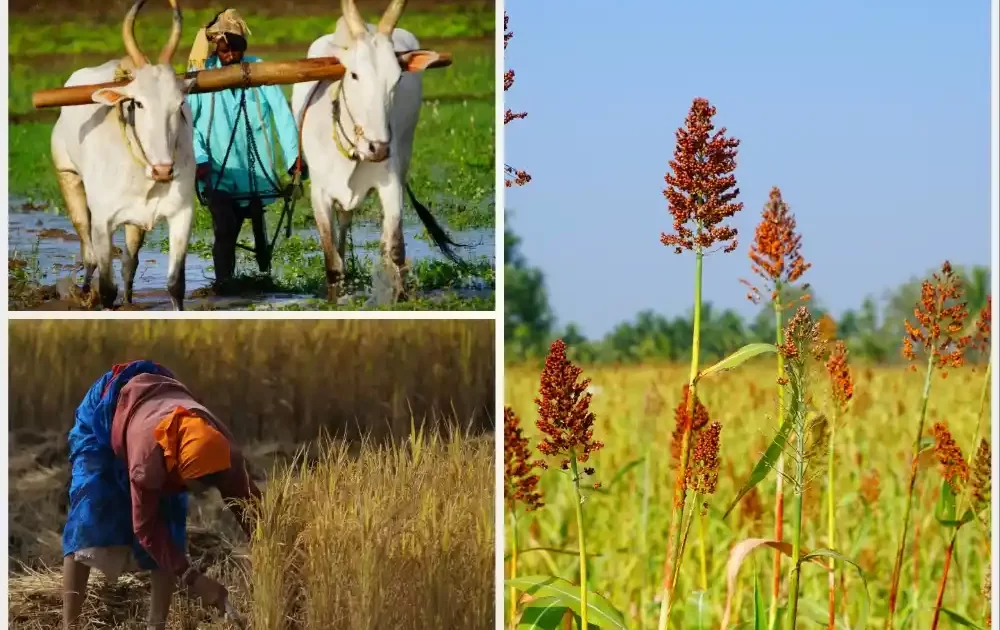 Exploring Organic Farming and Permaculture at ChukkiMane Village Resort