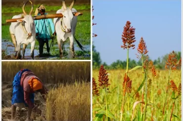 Exploring Organic Farming and Permaculture at ChukkiMane Village Resort