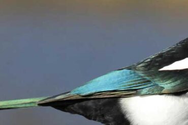 black-billed-magpie