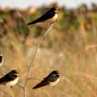 birds
