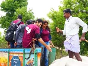 bullock-cart-rideing-at-chukkimane