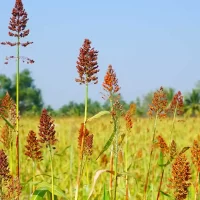 organic-Farm