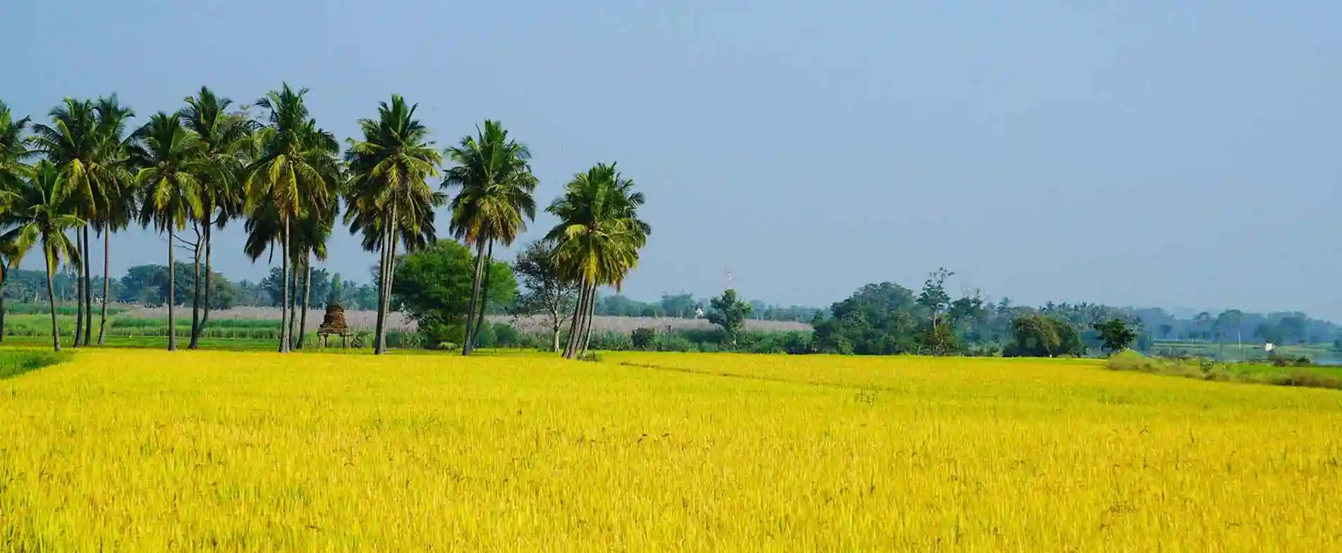 paddy-plants-at-chukkimane