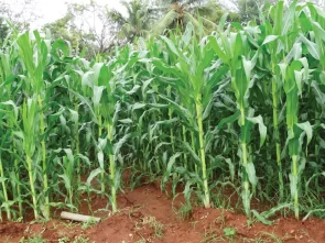 The Best Pre Wedding Photoshoot Locations near Bangalore