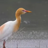 Outdoor-photography-of-birds-around-mysore