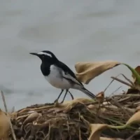 amazing-bird-around-banaglore