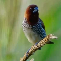 bangalore-resorts