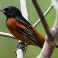 bird-around-bangalore-resorts1