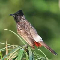 bird-around-bangalore1