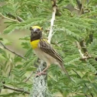 bird-at-brindavan-garden