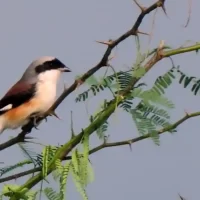 bird-at-national-park-mysore