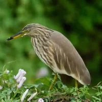 bird-heritage-around-banagalore1