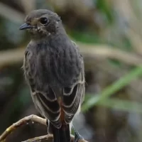 bird-heritage-around-mysore