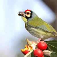 bird-near-resorts