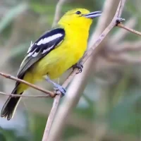 bird-photography-around-banaglore1