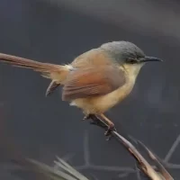 bird-photography-around-hebbal-lake1
