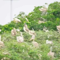 bird-photography-at-River-Kaveri