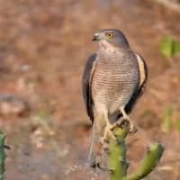 bird-photography-near-bangalore1