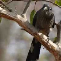 bird-photography-near-talakadu1