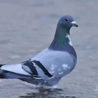 bird-picture-near-banglore1