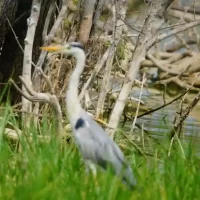bird-sanctuary-visit-near-chukkimane
