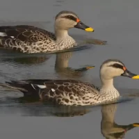 birds-around-bangalore-city